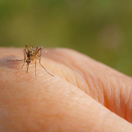 Foto de mosquito-da-dengue na mão de um ser humano.