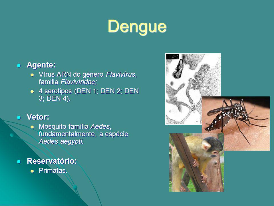 Imagem com pequenas informações sobre a dengue, como seu agente, vetor e reservatório.