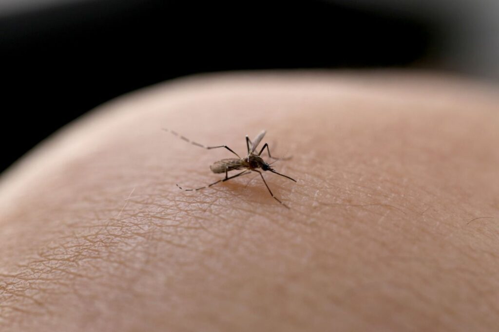 Imagem de um mosquito na ponta do dedo.