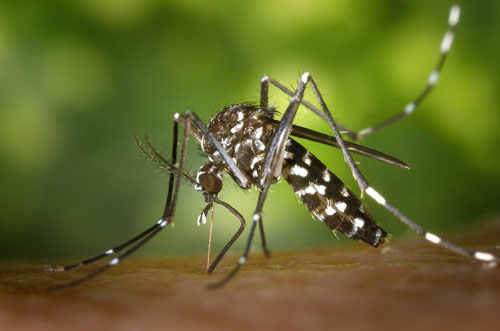 Imagem de um mosquito da dengue tirada em macro.