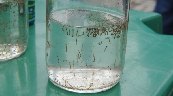 Pote de vidro com larvas do vírus da dengue.